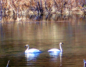 trumpeter swans out on the lake